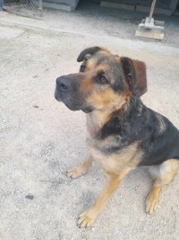 TOMAS