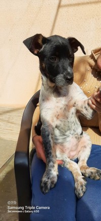 TINA