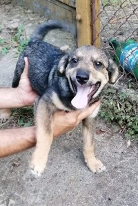 TIMO