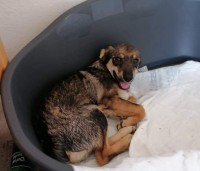 TIMO