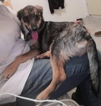 TIMO