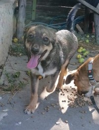 TIMO