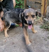 TIMO