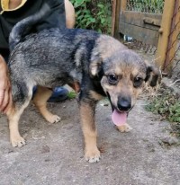 TIMO