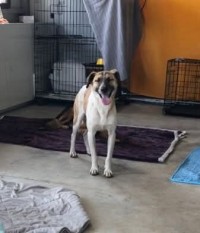 SVEN