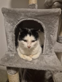 IDA