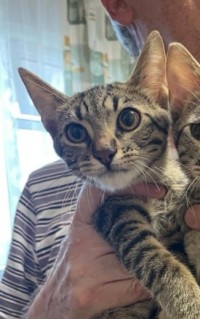 LITTLETIGER
