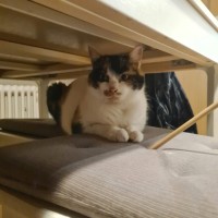 HEDWIG