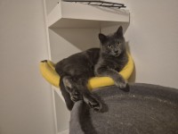 NICO
