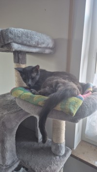 NICO