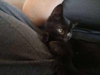 BABY