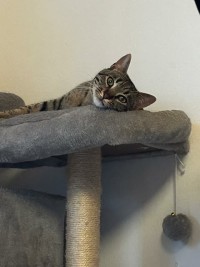 BIGTIGER