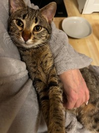 BIGTIGER