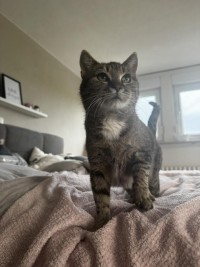 CHARLISE