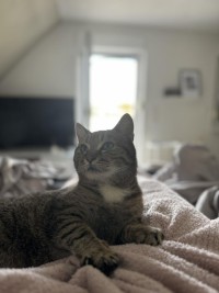 CHARLISE