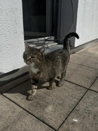 CHARLISE