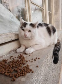 CHOCHKO