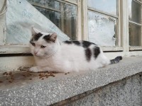 CHOCHKO