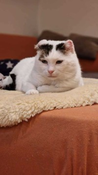 CHOCHKO