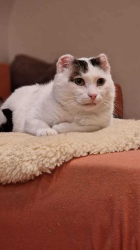 CHOCHKO