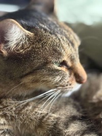 DANI