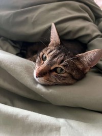 DANI