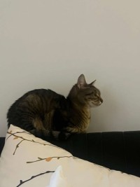 DANI