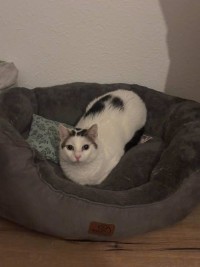 BAIRA