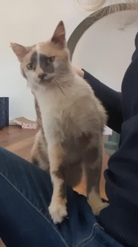 DOLCE