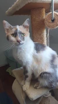 DOLCE