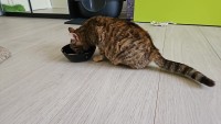 DORI