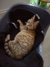 DORI