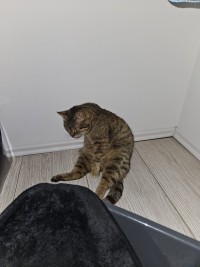 DORI