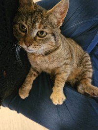 DORI