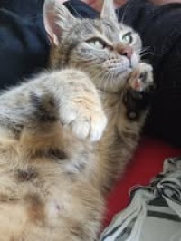 DORI