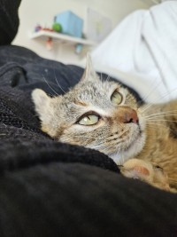 DORI
