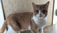 FINDUS
