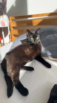 FRITZI