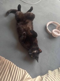 FRITZI