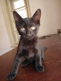 FRITZI