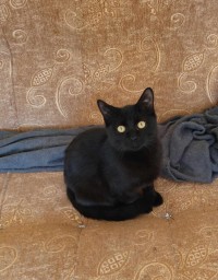 FRITZI