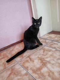 FRITZI