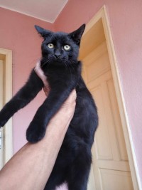 FRITZI