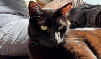 FRITZI