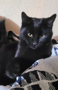 TOM