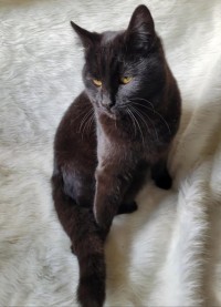 TOM