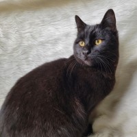 TOM