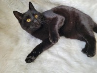TOM