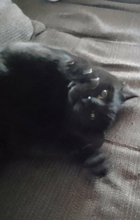 TOM