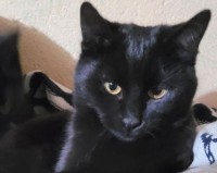 TOM